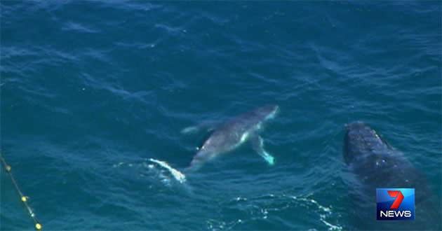 The trapped calf was reunited with its mother after the dramatic rescue. Photo: 7News