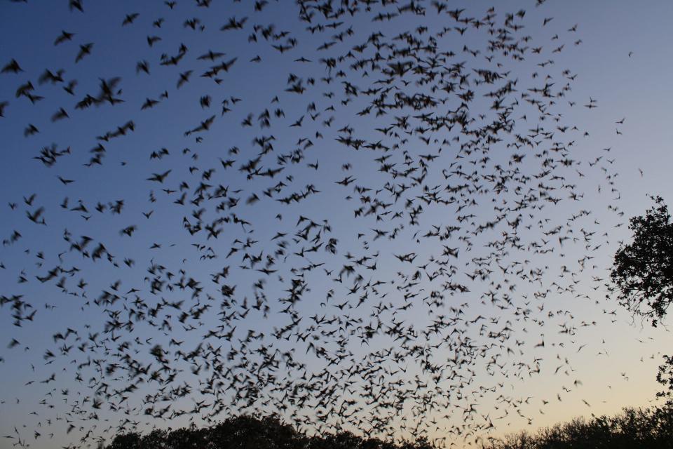 Bracken Cave Bats, Texas