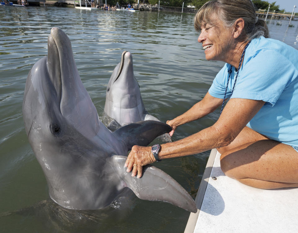 In this photo provided by the Florida Keys News Bureau, Linda Erb, vice president of animal care and training at Dolphin Research Center in the Florida Keys, greets bottlenose dolphins Ranger, left, and Gypsi, right, at DRC Monday, March 27, 2023, in Marathon, Fla. Ranger, now three years old, was airlifted to the Florida Keys one year ago from Texas, after being discovered stranded in waters around Goose Island State Park suffering from a respiratory infection and dehydration. He was deemed too young to forage and survive in the wild, and the National Marine Fisheries Service selected DRC as his forever home. Ranger is thriving and socializing with other dolphins at the center. (Andy Newman/Florida Keys News Bureau via AP)