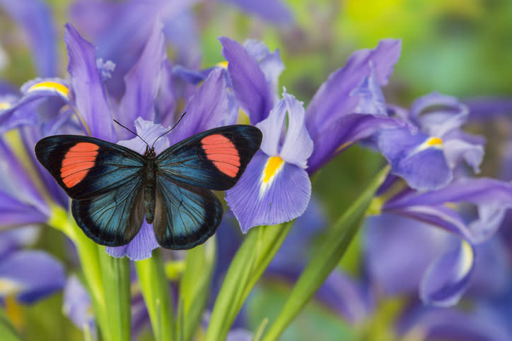 a butterfly on a flower