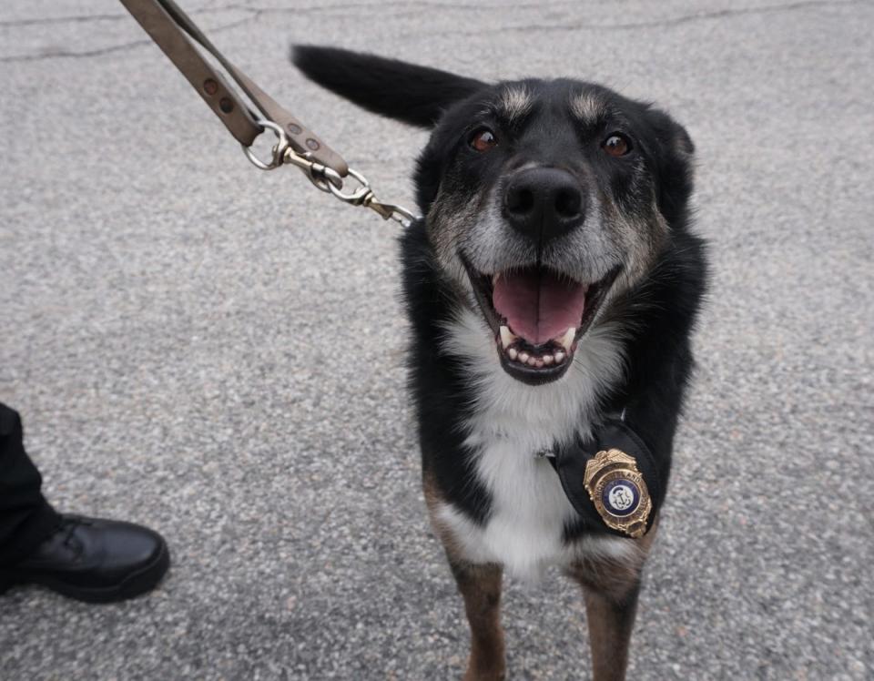Ruby in uniform in 2018, during online voting for Hero Dog finalists.