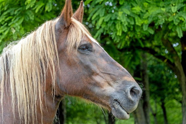 Maladies animales  Ministère de l'Agriculture et de la