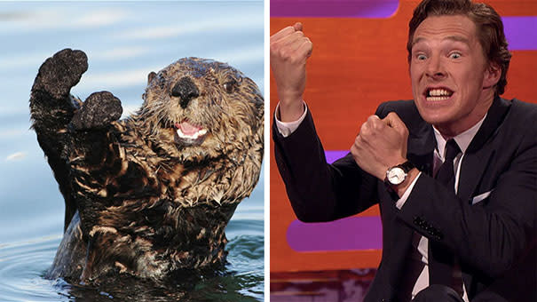 "Du willst Ärger? Dann komm bloß her, ich habe keine Angst." Zumindest scheint es, als würden dies der Otter und auch Benedict Cumberbatch sagen wollen. (Bild-Copyright: BBC)