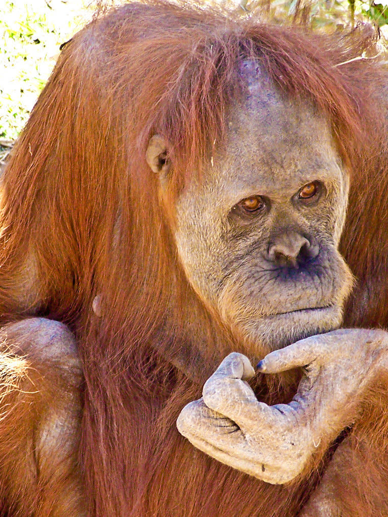 Orangutan: "What should I have for lunch?"  (<a href="http://www.flickr.com/photos/prudence18/5559393897/">Image via Flickr</a>)