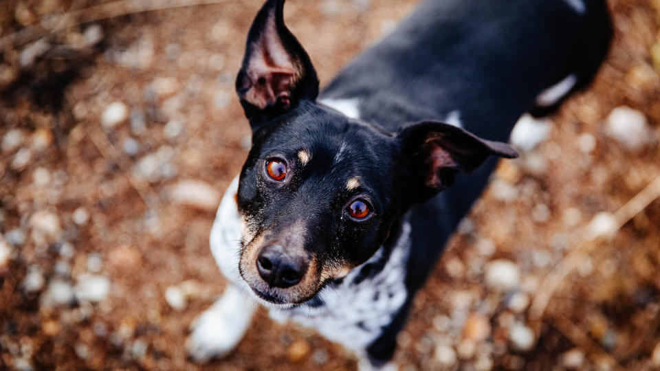 Rat Terrier dog