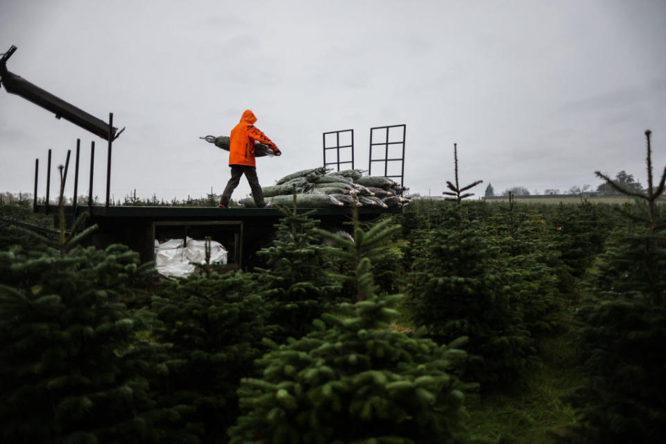 A tree farm.