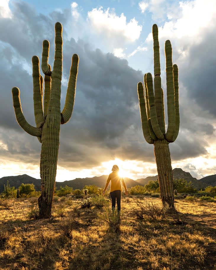 Lights and shadows in the cactus wonderland, Saguaro National Park