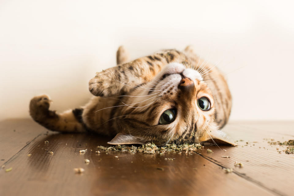 <p>This photographer dedicated his time to capturing the euphoric expressions of kitties high on catnip – and the results are absolutely hilarious. (Photo: Andrew Marttila/Caters News) </p>