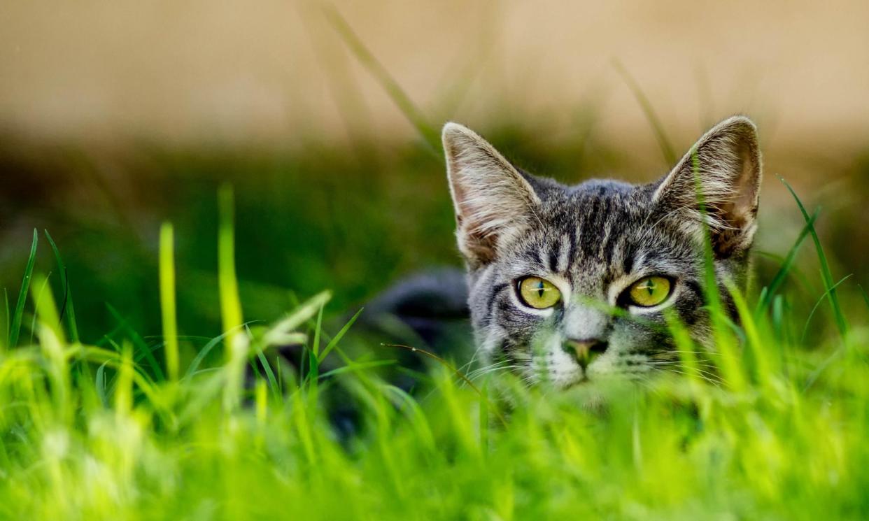 <span>‘Our farmyard, barns and fields had been a solitary empire for me until Tachypuss began to follow me about.’</span><span>Photograph: Roger Bourland/Getty Images/500px Prime</span>