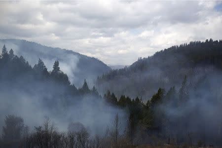 Smoke rises from trees burnt overnight by the King Fire in Fresh Pond northeast of Sacramento, California September 18, 2014. REUTERS/Stephen Lam