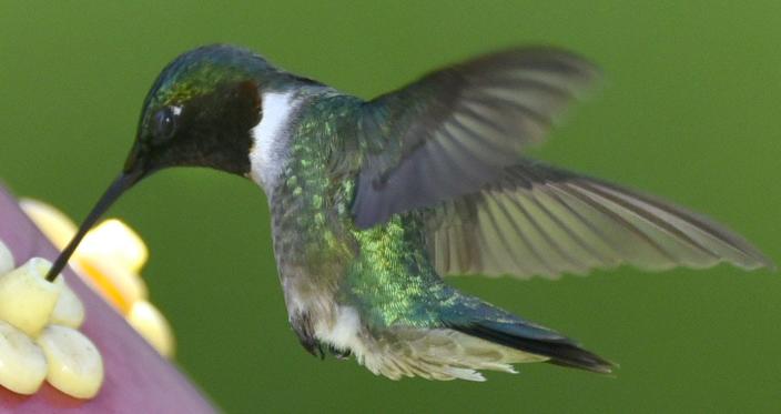 A ruby throated hummingbird takes the heat in stride as it wings in to a feeder in Barnstable.