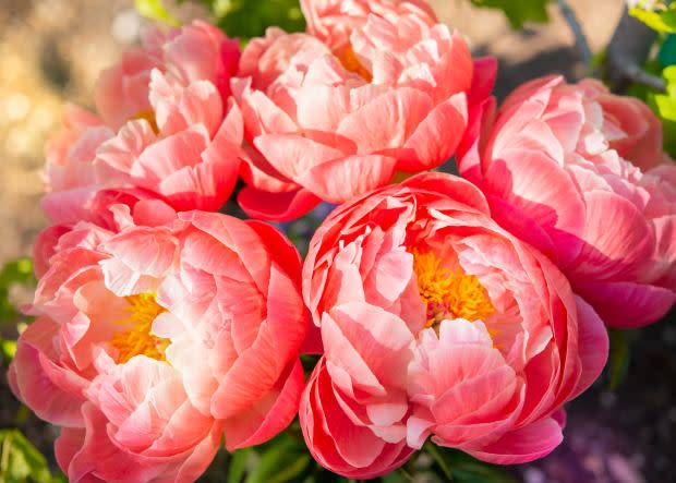 Peonies, the Indiana state flower<p><a href="https://unsplash.com/photos/F0i_rfDHw74" rel="nofollow noopener" target="_blank" data-ylk="slk:Cristina Anne Costello via UnSplash;elm:context_link;itc:0;sec:content-canvas" class="link ">Cristina Anne Costello via UnSplash</a></p>