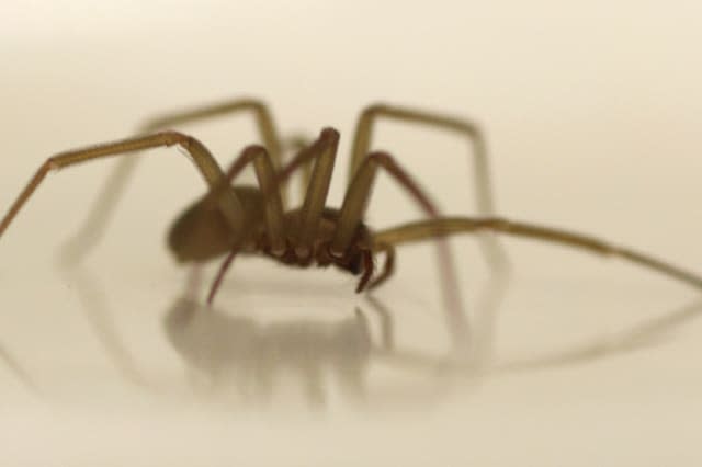 UK holidaymakers warned over poisonous 'flesh-eating' spiders in South of France