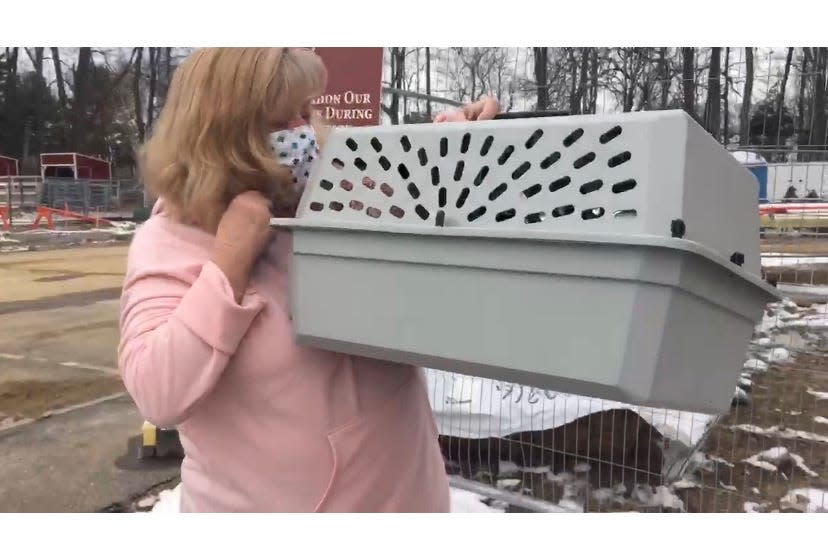 New Hampshire SPCA shelter staff had Benny waiting in a carrier to be picked up by Nancy Bryant, his owner.