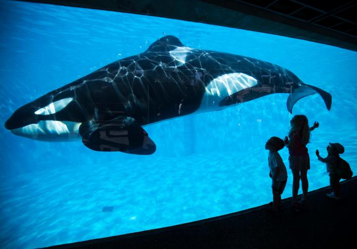 les enfants se pressent contre le verre de l'exposition alors qu'un grand orque avec une nageoire dorsale souple nage dans l'eau bleue