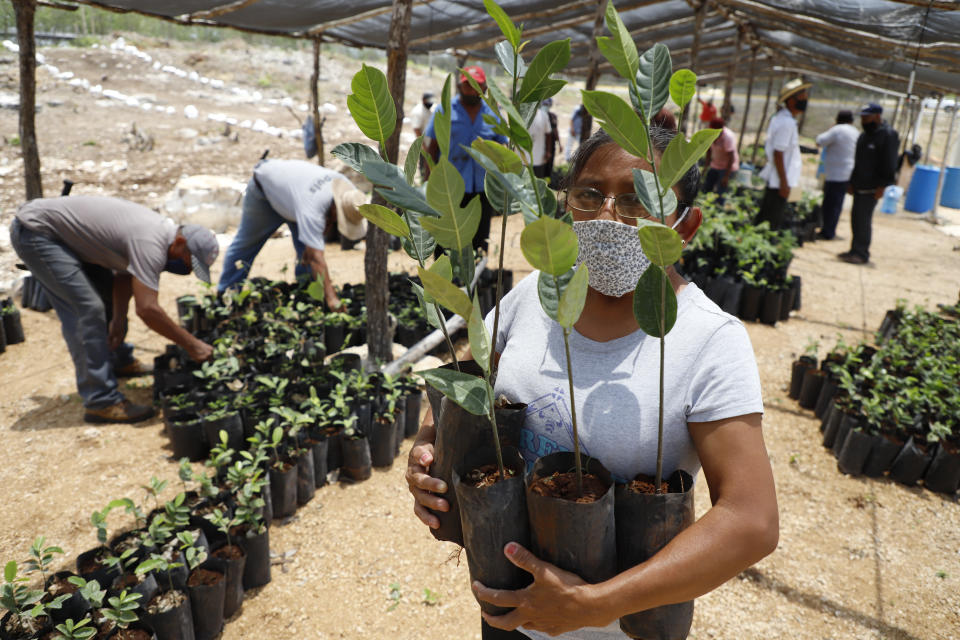 Irma del Socorro Moo Ek, a beneficiary of Planting Life, a jobs and reforestation program promoted by Mexican President Andres Manuel Lopez Obrador, holds seedlings for planting, in Kopoma, Yucatan state, Mexico, Thursday, April 22, 2021. President Lopez Obrador is making a strong push for his oft-questioned tree-planting program, trying to get the United States to help fund expansion of the program into Central America as a way to stem migration. (AP Photo/Martin Zetina)