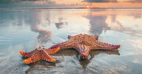 <span class="caption">Starfish are one of the most recognisable animals on our planet. </span> <span class="attribution"><a class="link " href="https://www.shutterstock.com/image-photo/two-starfish-on-sea-beach-sunset-524421913" rel="nofollow noopener" target="_blank" data-ylk="slk:Yellowj/shutterstock.com;elm:context_link;itc:0;sec:content-canvas">Yellowj/shutterstock.com</a></span>