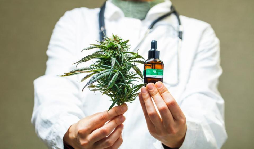 un doctor muestra cannabis utilizado con fines terapéuticos