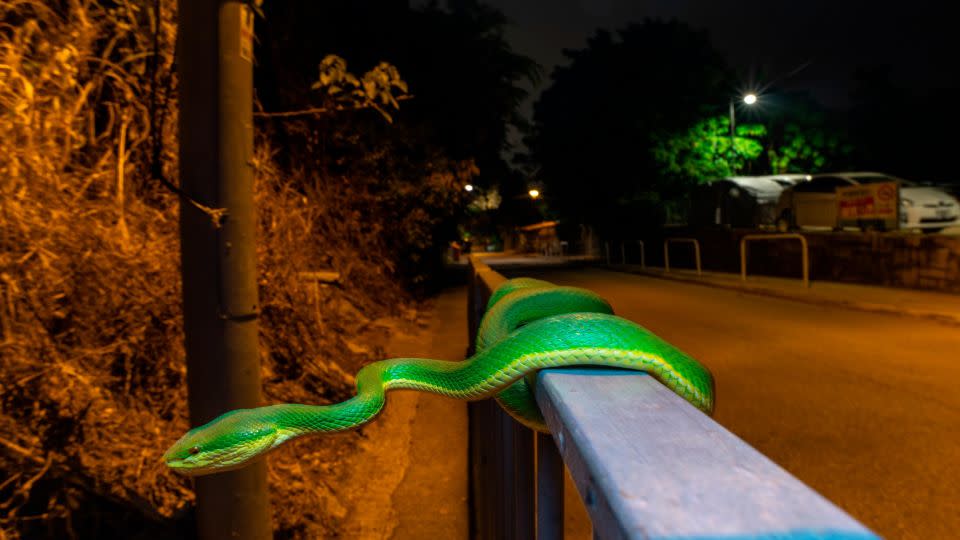 Pit vipers naturally coil when hunting, which makes photographing them easier, says Hylton. - Lawrence Hylton