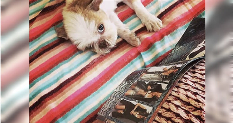 各務家的狗狗Toto，躺著欣賞雜誌辣妹照，畫面很搞笑。