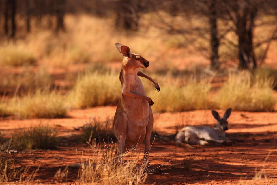 Female and young red kangaroos are targeted by dingoes. Shutterstock