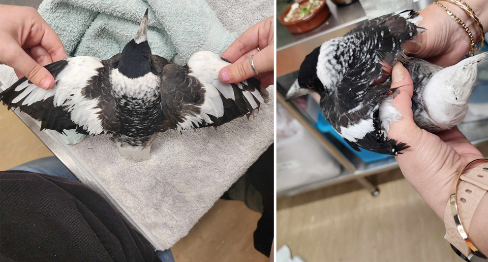 Two pictures of Potato with her wings clipped.