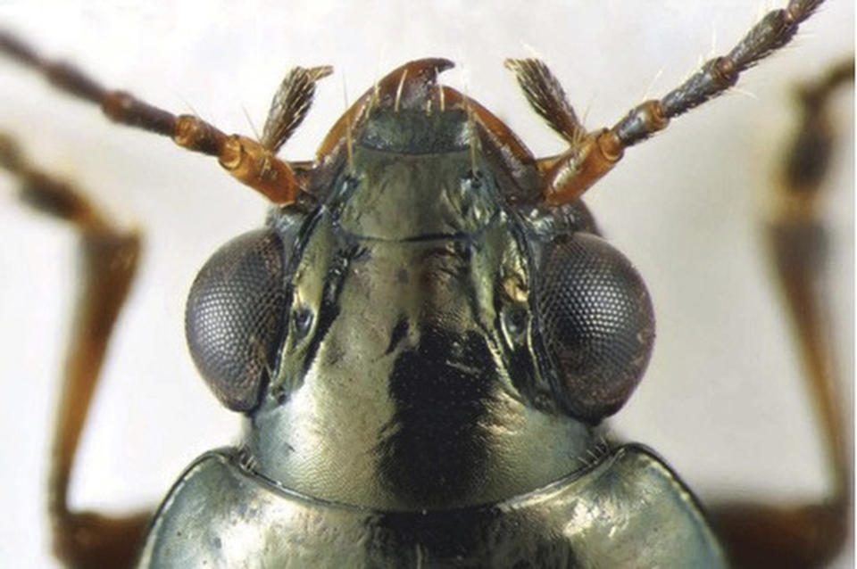 This photo courtesy of Bembidion expert David Maddison, a professor of integrative biology at Oregon State University, shows a specimen of Bembidion brownorum discovered by UC Berkeley entomologist Kipling Will while sampling for insects near Freshwater Creek on former Gov. Jerry Brown's Colusa County ranch in Colusa County, Calif. The Bembidion brownorum species had not been observed by scientists in more than 55 years. The beetle will be named after former California Gov. Brown after Will found it on Brown's property. The beetle will be named the Bembidion brownorum. (David Maddison via AP)