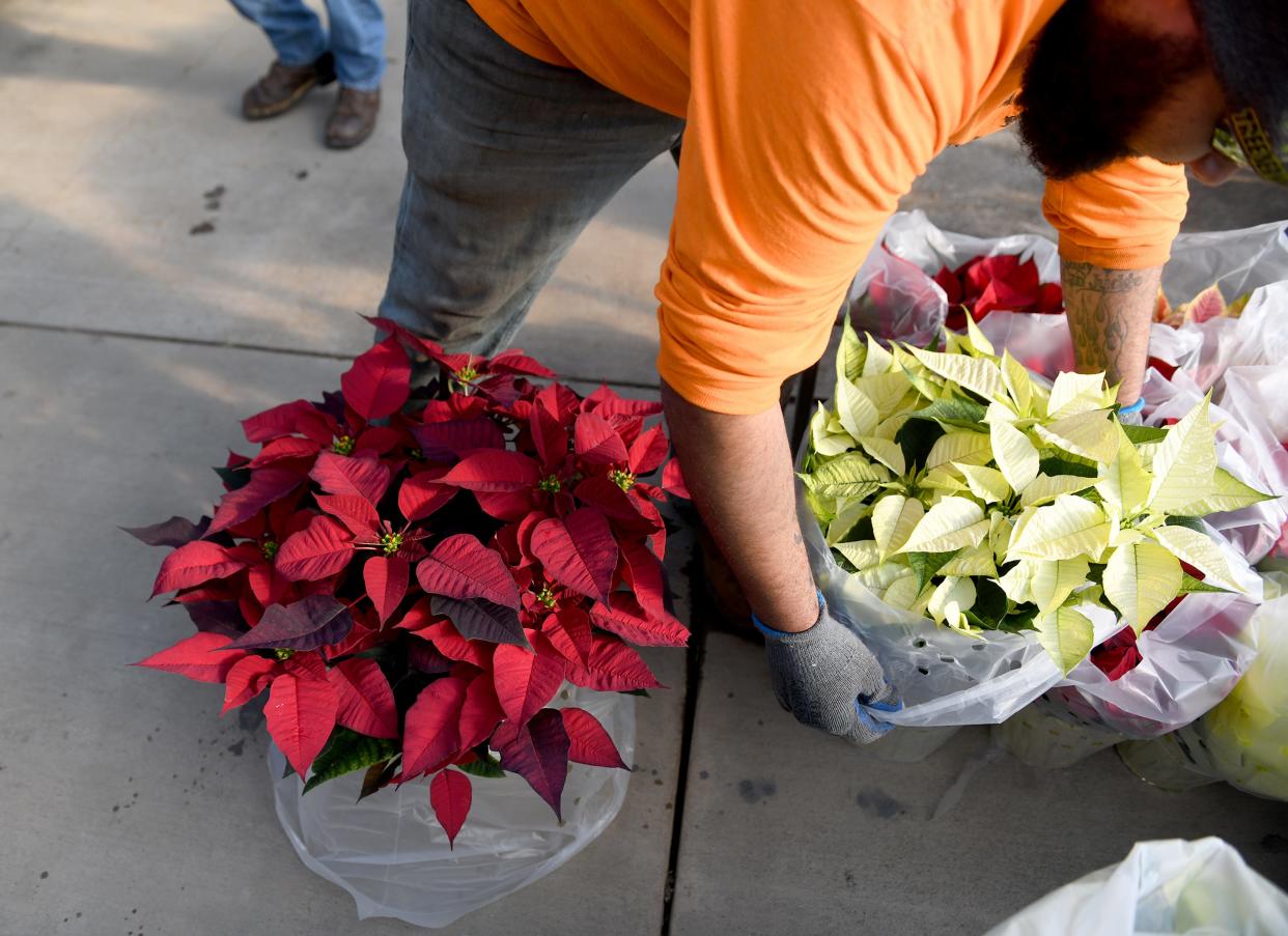 Jonathon Lockhart prepares a fresh delivery of poinsettia plants for the Christmas season at Planted Roots Garden Center in Plain Township.