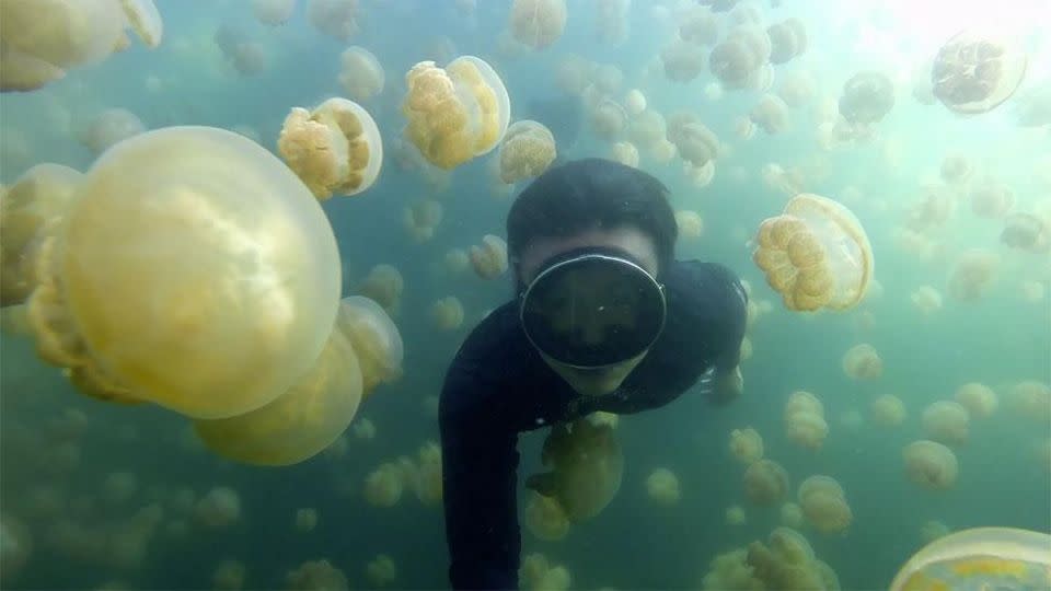 Would you dare to swim through jellyfish infested waters like this brave American? Source: Supplied.