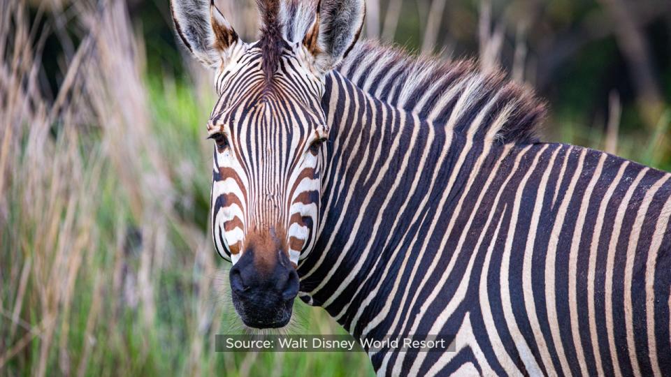 Disney officials said the two Hartmann’s mountain zebra foals can now be seen at Kilimanjaro Safaris at Animal Kingdom with their dad, Domino.