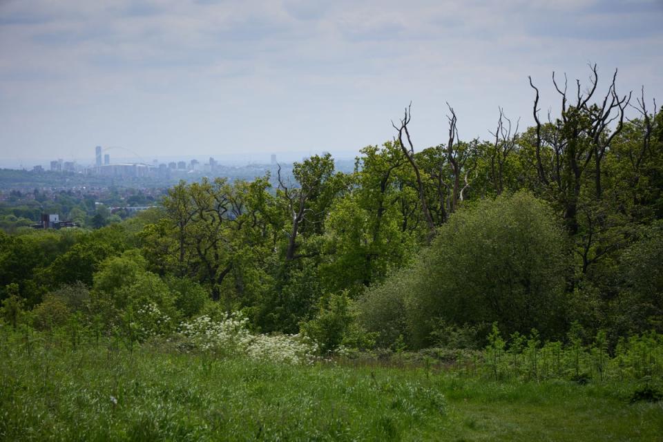 Stanmore Country Park (Matt Writtle)