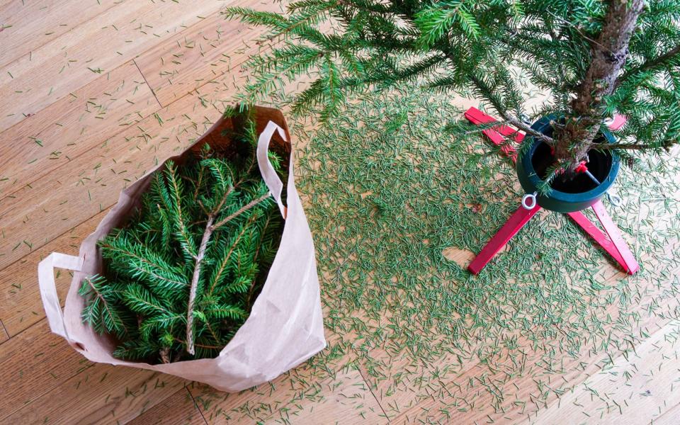 Christmas tree dried up after the Holiday Season with sawn branches and pine needles all over the floor