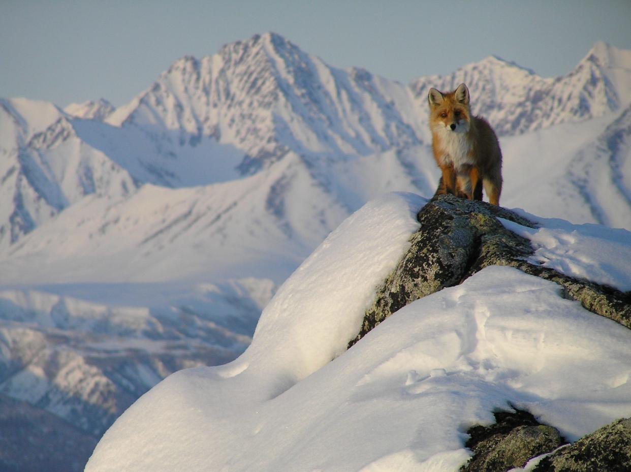 A red fox surveys the land at Lake Clark National Park and Preserve.