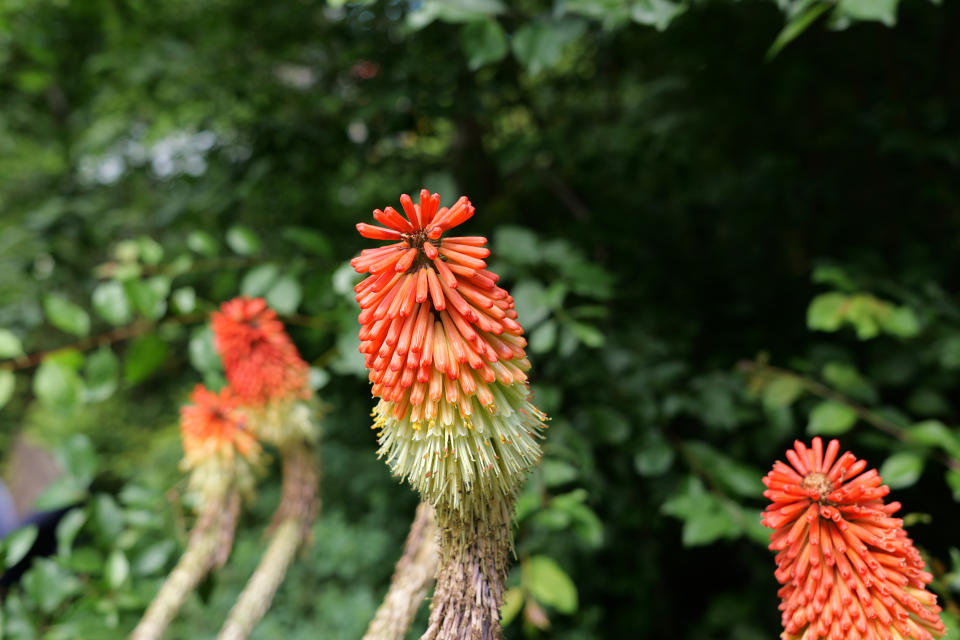 Close up of a red and orange flower