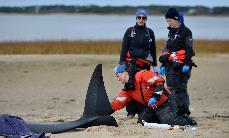 Sarah Sharp prepared on Tuesday near Sunken Meadow Beach in Eastham to give one of five stranded pilot whales fluids. Sharp is an animal rescue veterinarian with the International Fund for Animal Welfare Marine Mammal Rescue and Research team. The team responded to reports of six pilot whales swimming in the area on Monday. One died overnight.