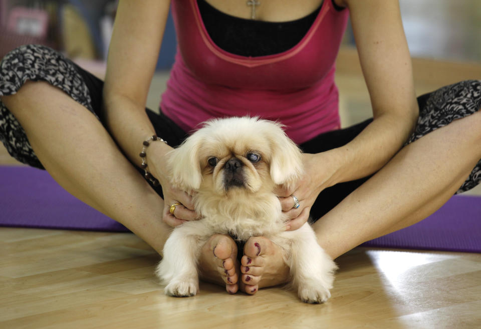 Instructor Suzette Ackermann performs yoga with Snowball, a Pekingese, during a "doya", or dog yoga, lesson in Hong Kong August 20, 2011. The class aims to help dogs find their 'inner' peace and maintain a close relationship with dog lovers, according to the instructors. Picture taken August 20, 2011. REUTERS/Bobby Yip