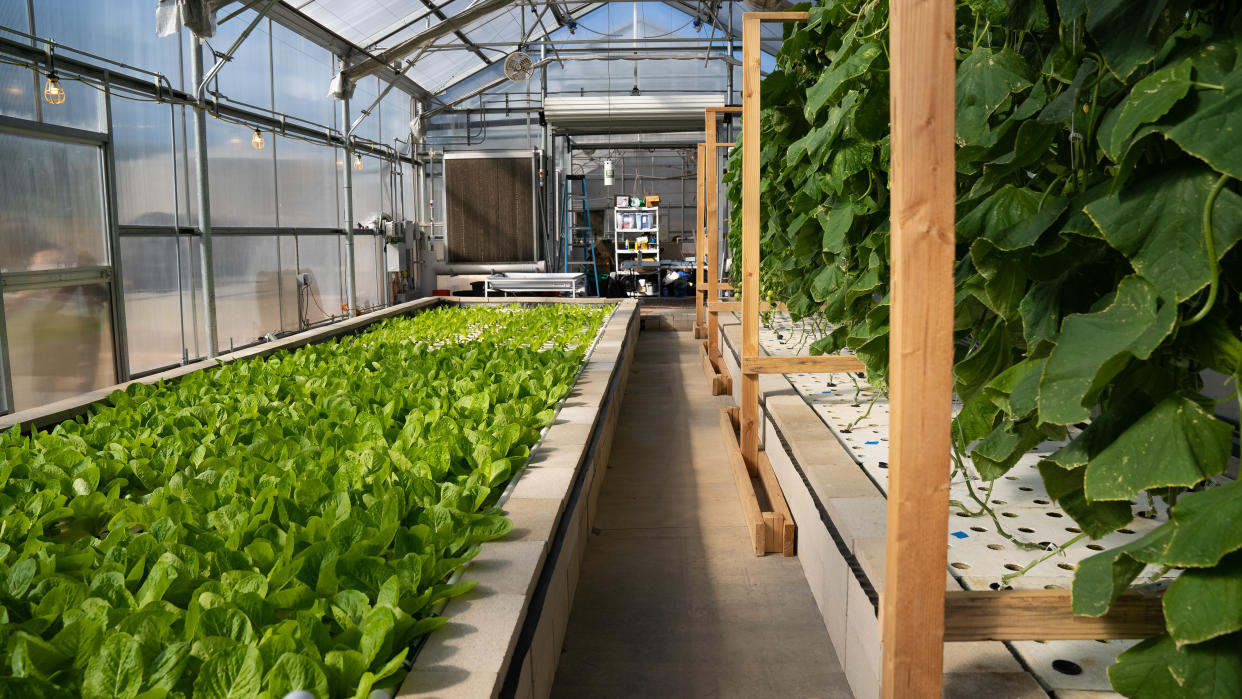 The leafy greens shown here, at&nbsp;the Ecolife Innovation Center in northern San Diego County, are grown using aquaponics. (Photo: HuffPost)