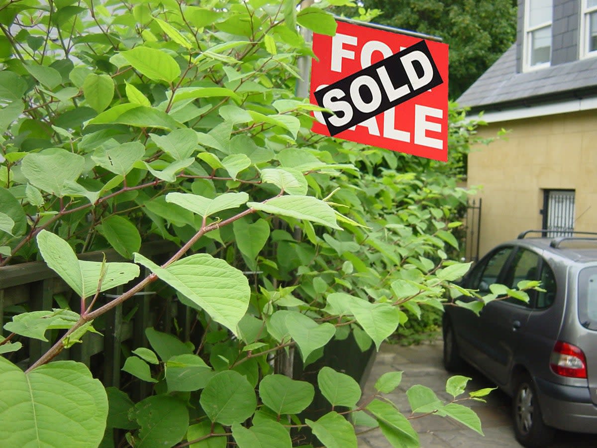 Japanese knotweed encroaching into a driveway (Environet)