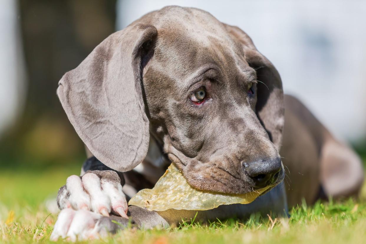 great dane puppy chewing on a pigs ear; are pig ears good for dogs