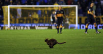 A cat runs on the field during the Argentine First Division soccer match between Boca Juniors and Estudiantes de La Plata in Buenos Aires, October 21, 2012. REUTERS/Marcos Brindicci (ARGENTINA - Tags: SPORT SOCCER ANIMALS)