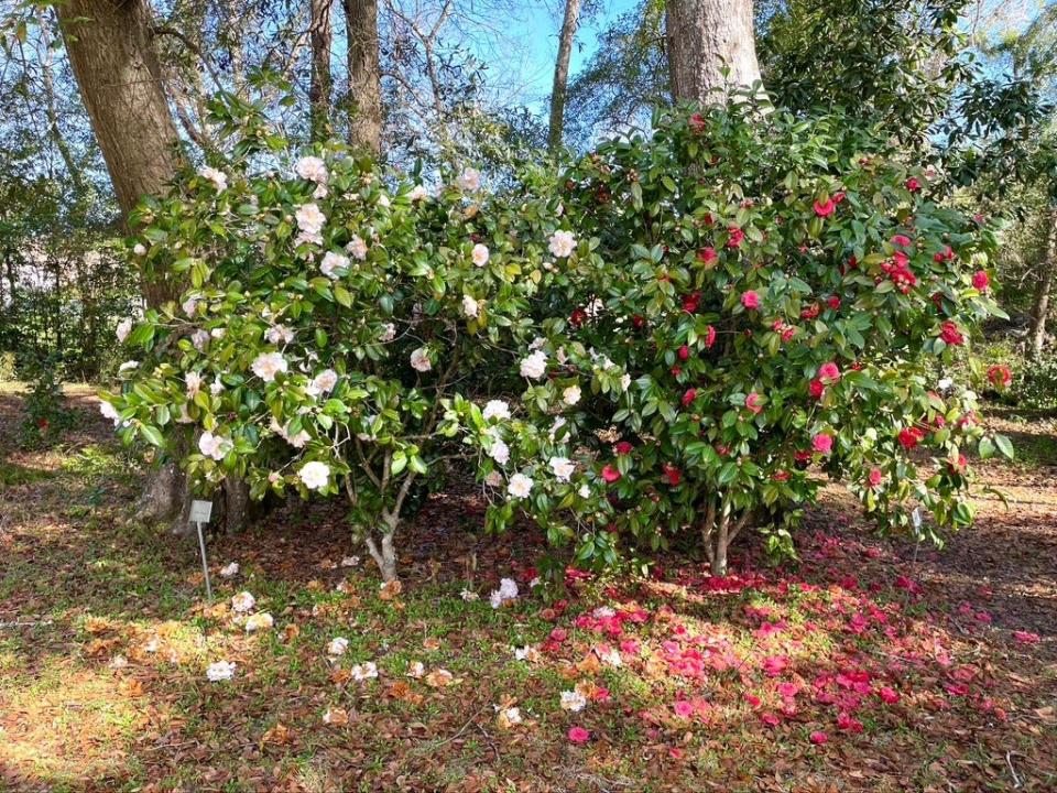 Two landscaping camellias, ‘Julia France’ and ‘Prince Eugene Napoleon.’