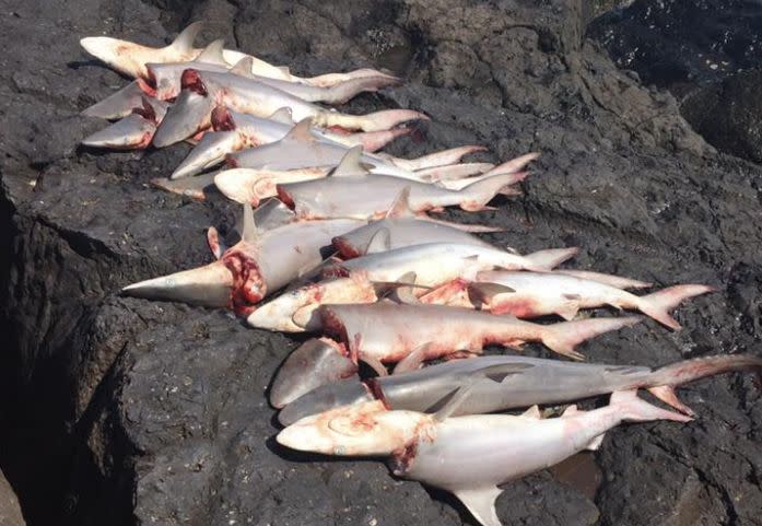 Tweed MP Geoff Provest said he believes the sharks were cut for food consumption.  Source: Facebook / Lae Lae