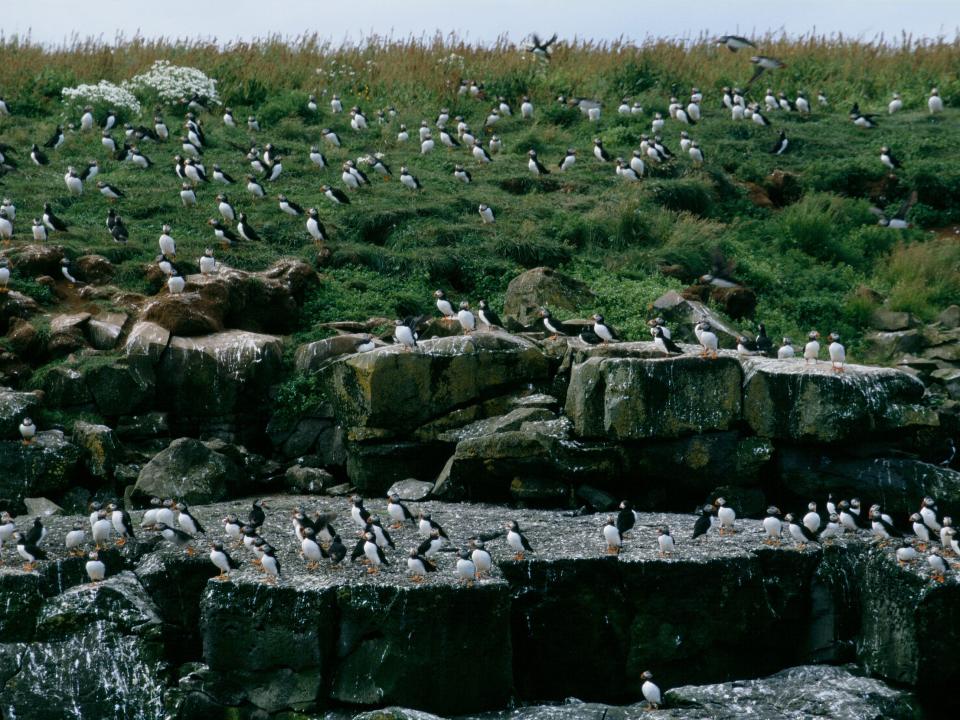 Hundreds of puffins nesting in Iceland in 2003.