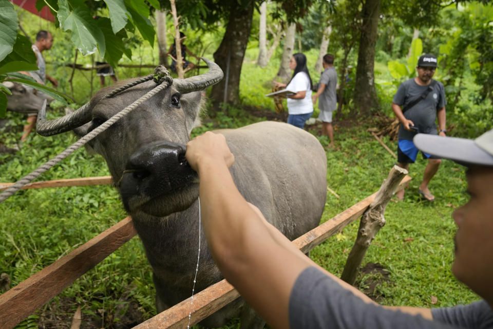 A water buffalo receives oral deworming fluids from a veterinarian as they are brought to a pooling center outside the 6-kilometer "permanent danger zone" near Mayon Volcano in Daraga, Albay province, northeastern Philippines, Sunday, June 11, 2023. Thousands of villagers have been forced to leave rural communities within a 6-kilometer radius of Mayon volcano's crater in Albay province. (AP Photo/Aaron Favila)