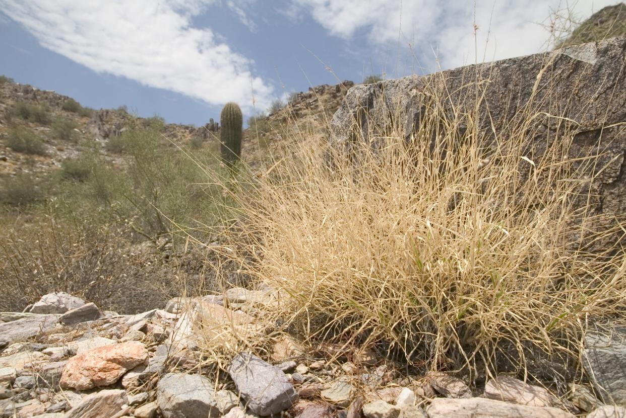Invasive plants like buffelgrass are choking out native species and fueling fires.
