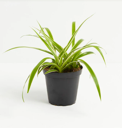 spider plants