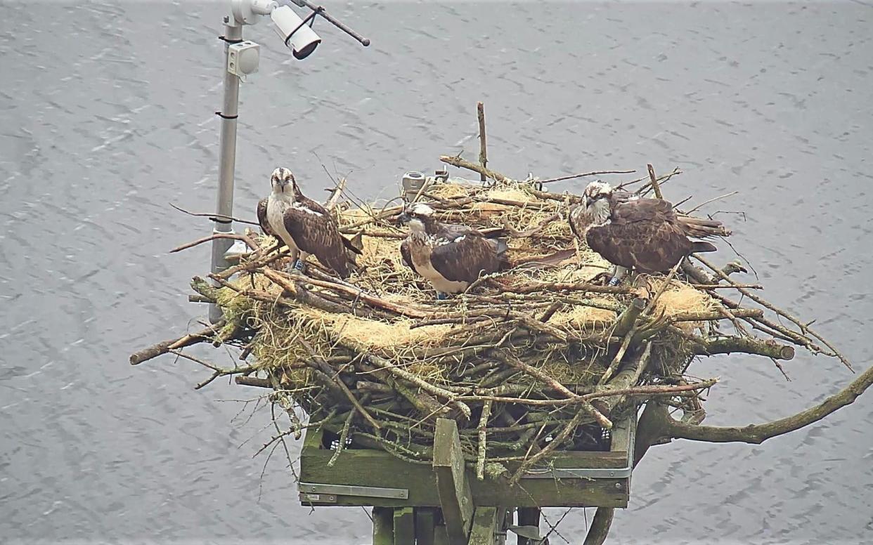 There are just five pairs of ospreys in Wales with the birds and eggs protected under the Wildlife & Countryside Act.    - Wales News Service