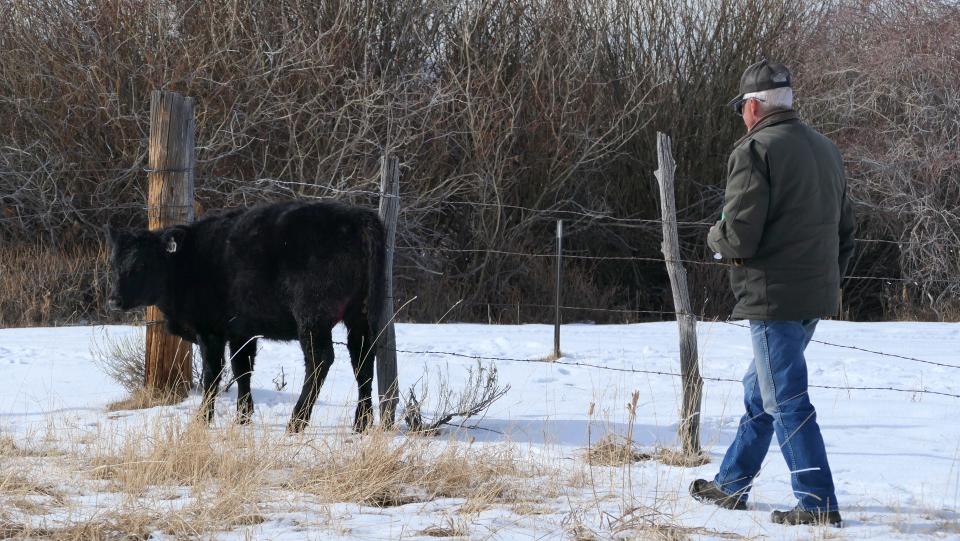 Jackson County rancher Don Gittleson walks up to a heifer cow that was badly injured in a confirmed wolf attack Dec. 13, 2023, north of Walden, Colo.