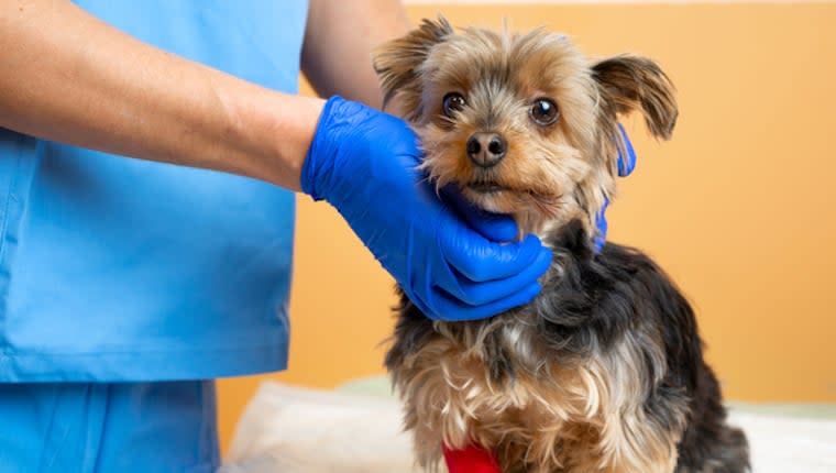 Intestinal Tract Disease in Dogs: Symptoms, Causes, & Treatments