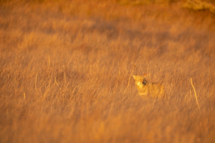 Photo: Chase Dekker Wild-Life Images/Getty Images